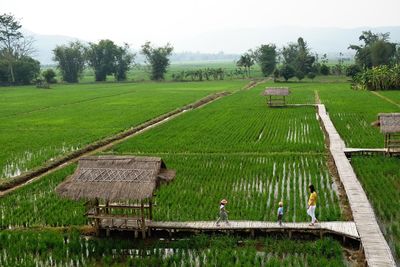 People on footbridge over agricultural field