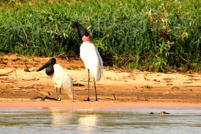 Two jabiru stork on rio cuiaba sandbank, close to caiman, pantanal matogrosso brazil