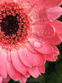 Close-up of wet pink flower blooming outdoors