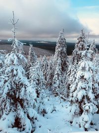 Snow covered land and trees against sky