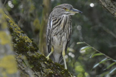 Bird perching on a tree