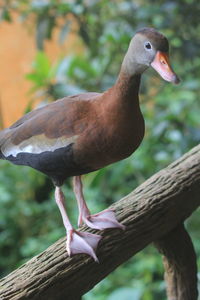 Close-up of bird perching on branch