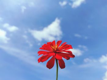 Low angle view of red flowering plant against sky
