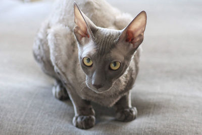 Portrait of cat on floor