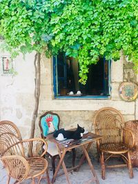 Potted plants on table outside building