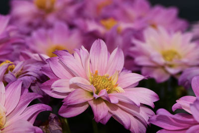 Close-up of pink flowering plants