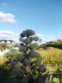 Close-up of plant growing on field against sky