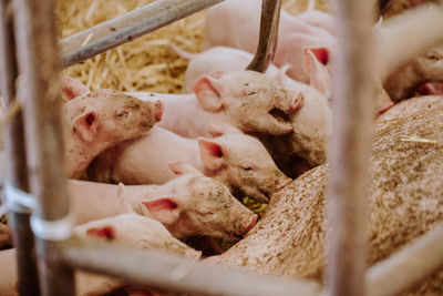 Close-up of sheep in pen