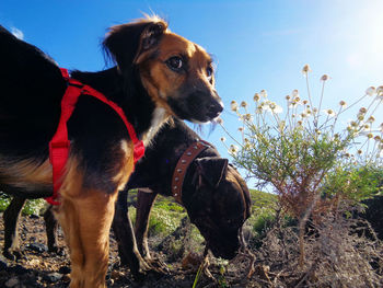 Close-up of dog on field against sky