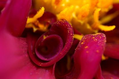 Close-up of pink flower