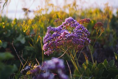 Close-up of purple flowers blooming on field
