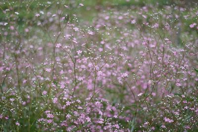 Close-up of purple flowers