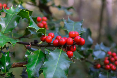 Close-up of red berries growing on tree