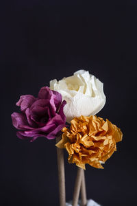 Close-up of pink roses against black background