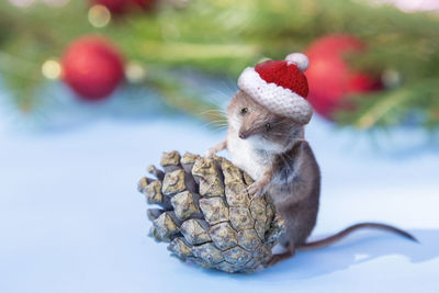 Cute mouse in red christmas hat with pine forest cone. rat is symbol of new year 2020 according t