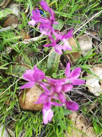 High angle view of pink crocus flowers