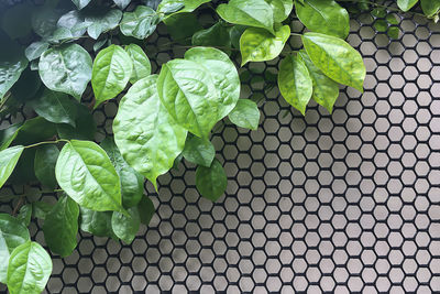 High angle view of potted plant leaves