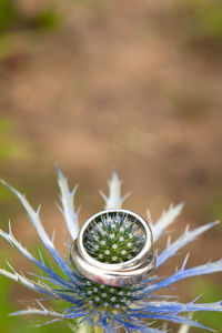 Close-up of succulent plant in field