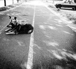 Dog walking on road