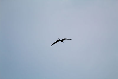 Low angle view of bird flying in sky