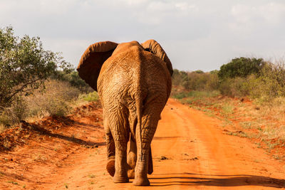 View of elephant walking on dirt road