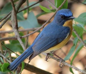 Close-up of bird perching on branch