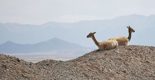 Llamas on mountain against sky