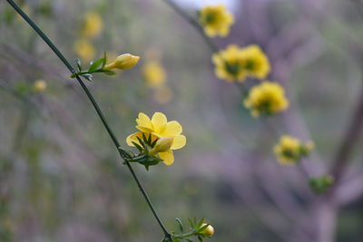 Close-up of yellow flowers blooming outdoors