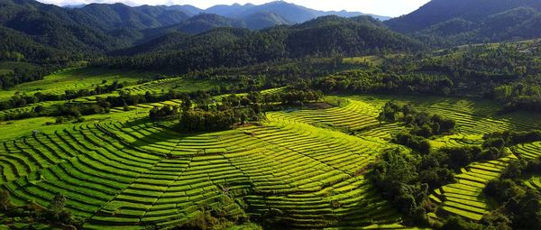 Scenic view of agricultural field