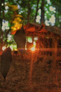 Close-up of illuminated tree