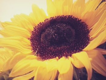 Close-up of sunflower