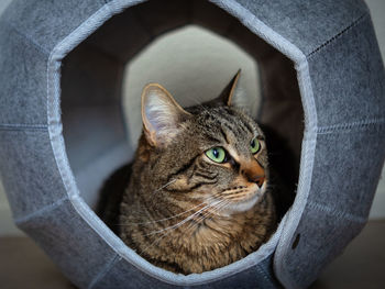 Pet cat resting in his bed