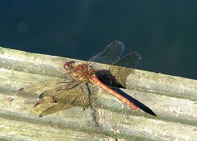 Close-up of insect