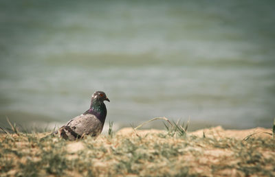 Close-up of bird on grass