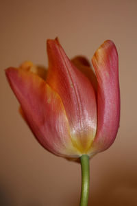 Close-up of pink rose flower