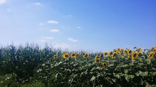 Scenic view of oilseed rape field against blue sky