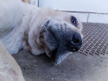 Close-up portrait of dog lying on floor