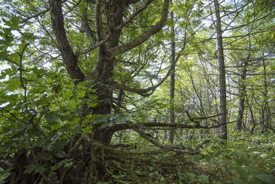 Trees in forest