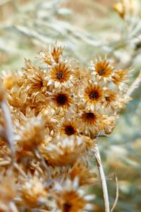 Close-up of wilted flowering plant