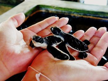 Close-up of cropped hand holding turtles