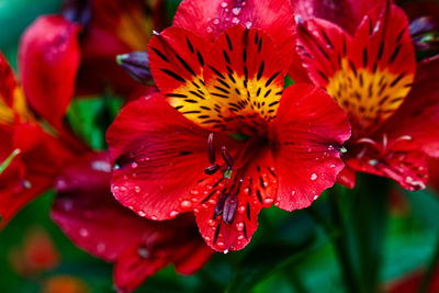 Close-up of yellow flower