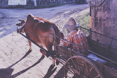 Man riding bullock cart on dirt road in village