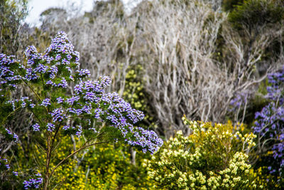 Close-up of purple flowering plants