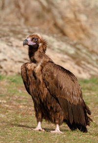 Close-up of a bird looking away