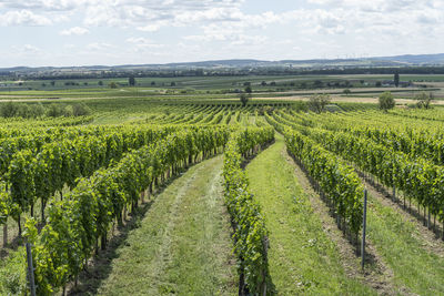 Scenic view of vineyard against sky