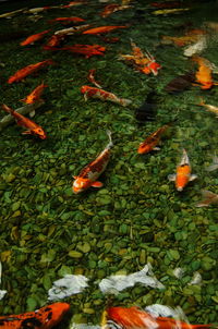 High angle view of koi carps swimming in lake