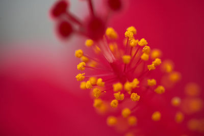 Close-up of yellow flower