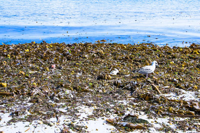Seagulls perching on beach by sea