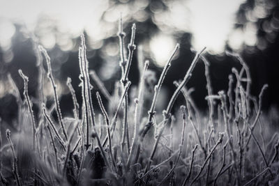 Close-up of plants on field