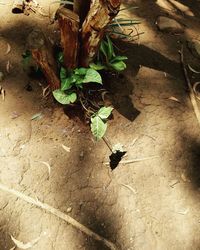 High angle view of lizard on plant